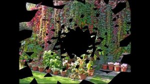 Цветущие Лианы Фото С Названиями