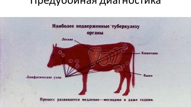 Ветеринарно санитарная экспертиза и оценка продуктов убоя при инфекционных болезнях смотреть онлайн