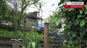 Какие культуры хорошо растут в садах Сочи