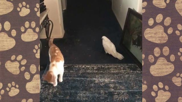 Попугай ВАЛЕРКА смешные животные. ЖИВОТНЫЕ ОЗВУЧКА ПРИКОЛЫ смотреть онлайн