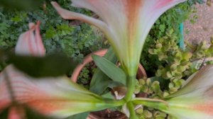 היפאסטרון מקווקו Hippeastrum vittatum