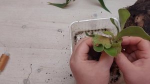 Оленьи рога на блоке/ папоротник платицериум # папоротник