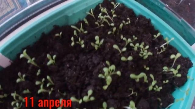 Нивяник посадка семенами на рассаду
