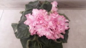 Комнатные цветы. Любимые декоративно-лиственные и цветущие. Эстафета.