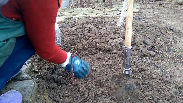 Приморский. В ЯНВАРЕ В САДУ МОЖНО ЕЩЁ РАБОТАТЬ.ЖИЗНЬ К МОРЯ.