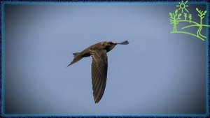 Голоса птиц Как поёт Стриж чёрный (Apus apus).mp4