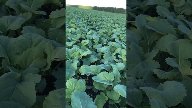 Технология выращивания рапса смотреть онлайн