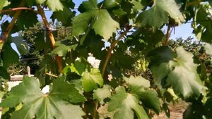 ВИНОГРАД РУМБА.