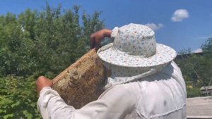 Какой трутневый расплод мы срезаем для производства трутневого гомогената. В чем его польза.