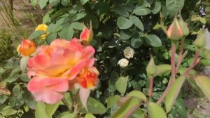 Роза Акварель,сестра Августа Луизы и Ла Вилла Котта