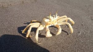 Танцующий краб