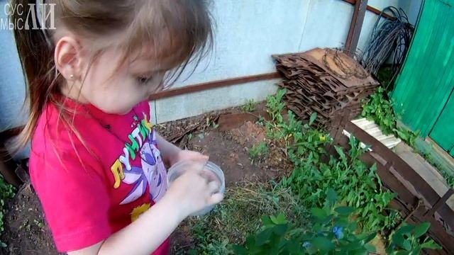 Жимолость Бажовская