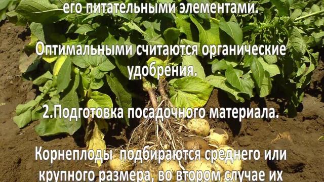 Выращивание картофеля. Успешный бизнес