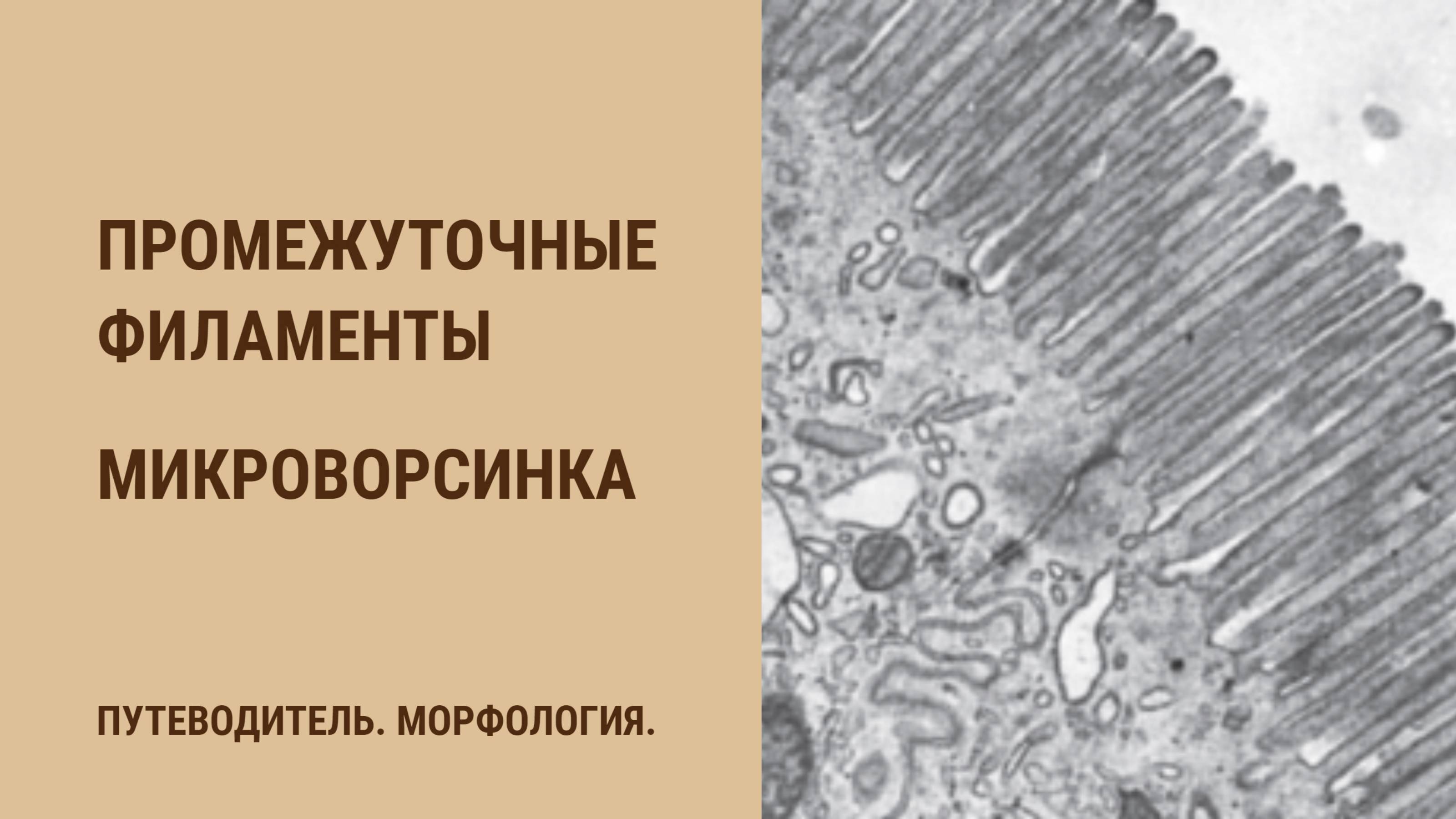 Промежуточные филаменты. Микроворсинка.