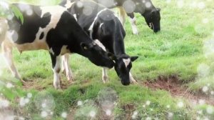 Мычание коровы. Корова. 4