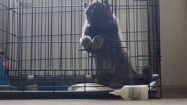 Брошенная Мая отказывается от еды записались к онкологу. Лечим Саймона. Кося реагирует на Басю.