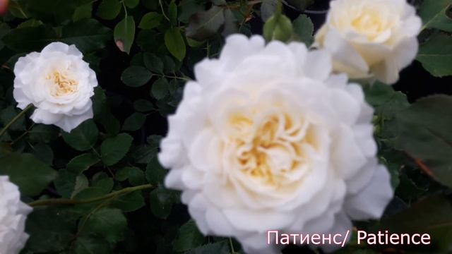 Английские розы - Питомник роз от Татьяны