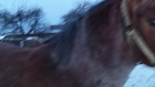 Кобыла Лялька тяжеловоз смотреть онлайн