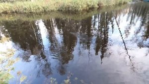 ДИКИЙ МОХТИК НА ПОПЛАВОК КИДАЕТЬСЯ, ВОДА КИПИТ ОТ РЫБЫ! РЫБАЛКА НА СЕВЕРНОЙ "СЕКРЕТНОЙ"))) РЕЧКЕ!