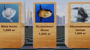Самые Тяжелые Животные в Океане | Сравнение