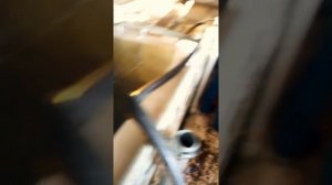 Выращивания сомов в домашних условиях ( как разводить сомов дома)