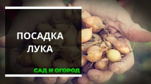 Сажаем лук под зиму Правила и хитрости