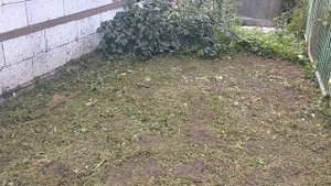 Скосили 7 соток за 1000 рублей в СПб ?