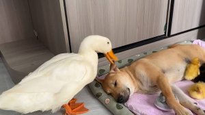 Боевая утка, собака нянька и утята))