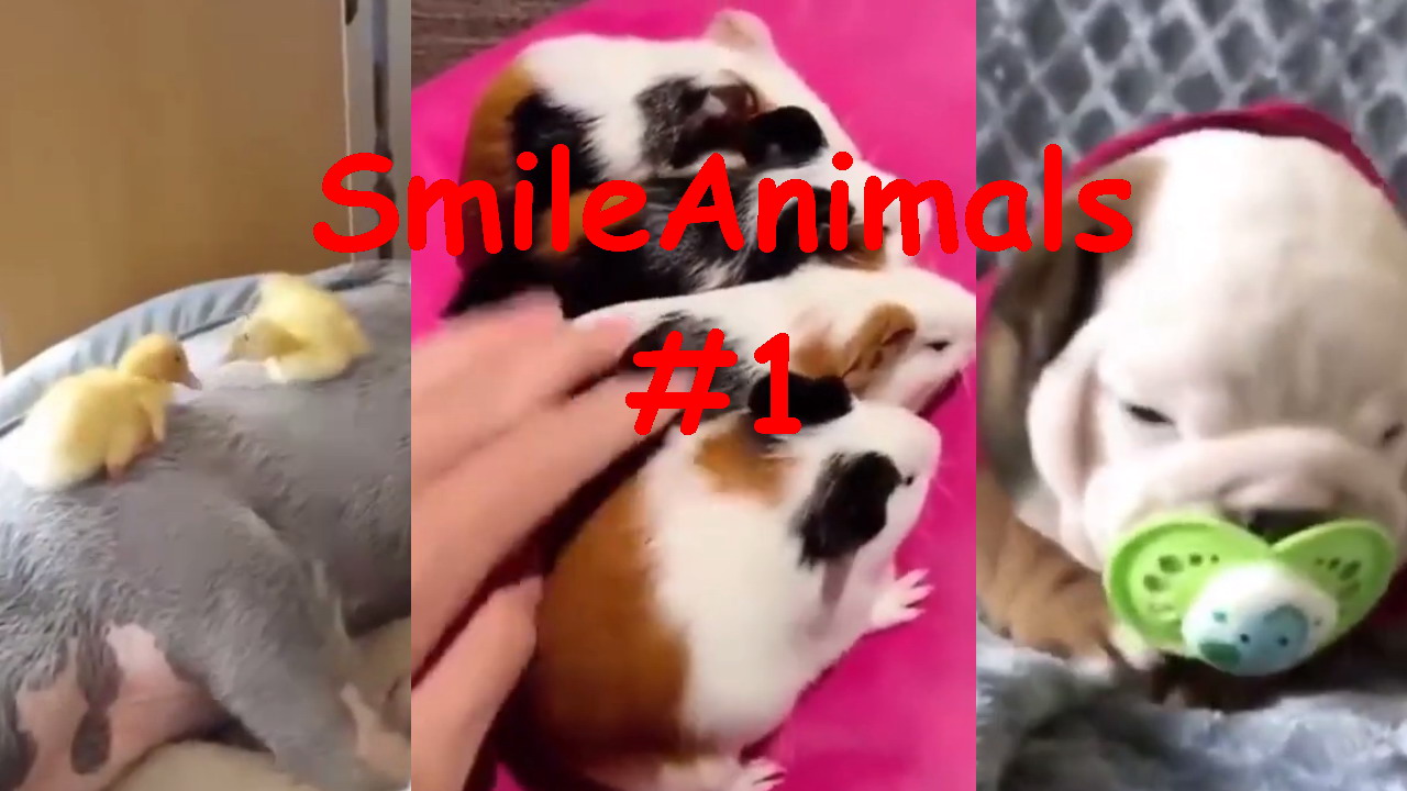 Милые и Смешные Видео Ролики про Животных, Кто Твой Друг, Смешные Приколы С Животными Смешно До Слёз