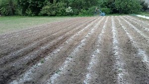 Мотоблок МТЗ-12 боронование картофеля.