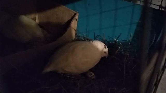 ПЕРЕПЕЛА И ГНЕЗДО смотреть онлайн