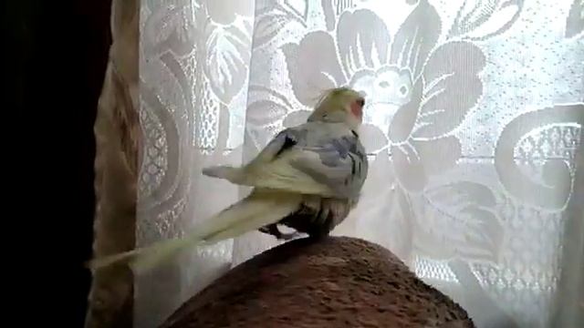 Попугай корелла учится говорить / Parrot Corella Learns To Speak