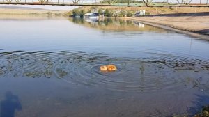 Персей плавает на Успенском водохранилище