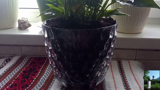 ВАЗОНЫ 💚🌱🍀 Сажаю new смотреть онлайн