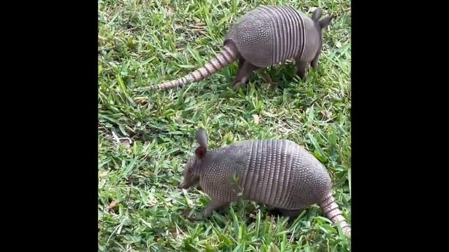 Броненосцы/армадиллы пасутся смотреть онлайн