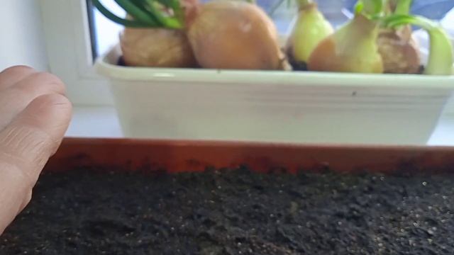 Лук Эксибишен посев на рассаду. смотреть онлайн