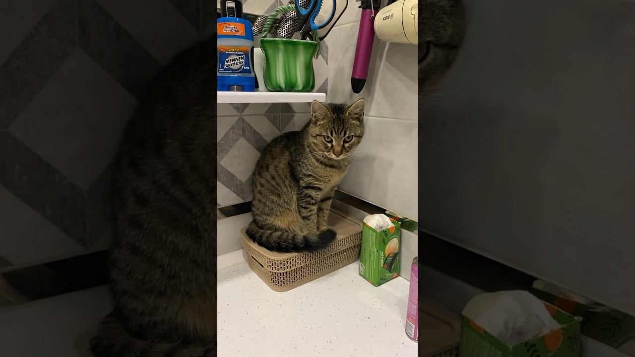 #cat #шортс #приколыскотаим #юмор #котсмешной #funny #приколыкоты #прикол #shortvideo