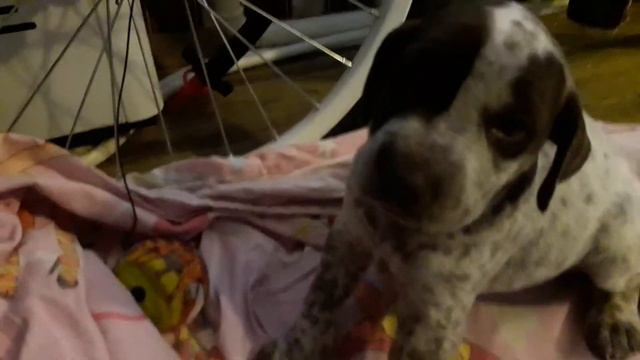 Мне купили собаку.#2 смотреть онлайн