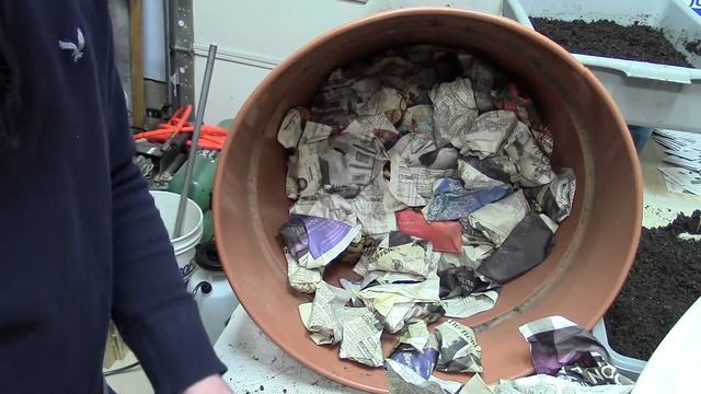 Starting Canna Tropicana #flowers #canna #aroundthehousewithpat смотреть онлайн