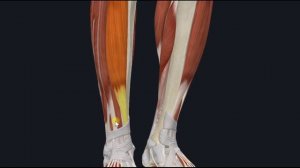 Передняя большеберцовая мышца (m. tibialis anterior) 3D Анатомия