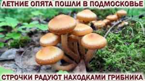 ❗УРА! ЛЕТНИЕ ОПЯТА ПОШЛИ В ПОДМОСКОВЬЕ.?СТРОЧКИ РАДУЮТ НАХОДКАМИ ГРИБНИКА.?Грибы Май 2022