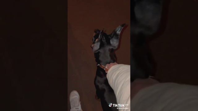 Венера доберман смотреть онлайн