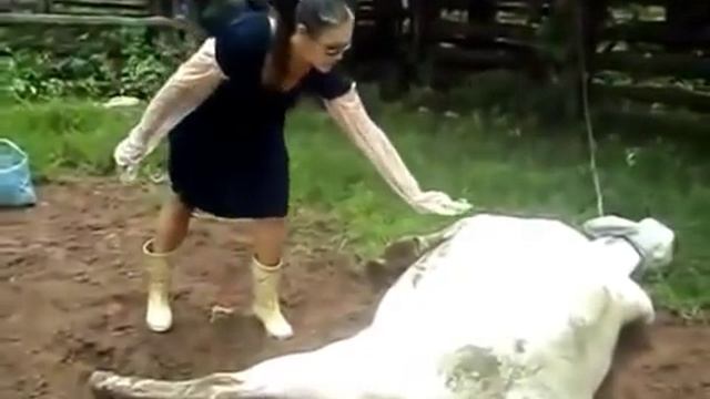 Девушке ужасно досталось от отелившейся коровы смотреть онлайн