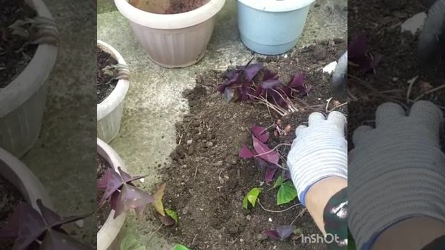 Кислица треугольная. (Оксалис)