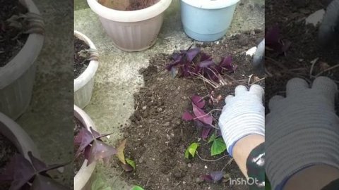 Кислица треугольная. (Оксалис)