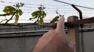 НОРМИРОВКА (обломка) побегов винограда на Беседке. Самое простое объяснение.