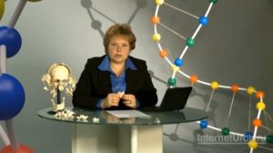 Скелет головы и туловища. Видеоурок по биологии 8 класс
