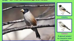 Дубонос. Голоса птиц