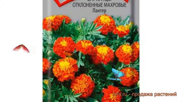 Бархатцы отклоненный Пантер (panter) 🌿 бархатцы Пантер обзор: как сажать семена бархатцев Пантер смотреть онлайн