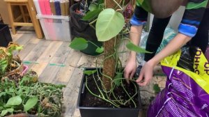 ПЕРЕСАДКА многолетней МОНСТЕРЫ и огромных КРАССУЛ | Помогаю цветоводам делать за них грязную работу